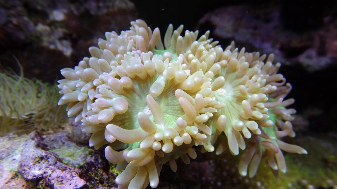 Picture of a Duncan coral.