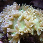 Thumbnail picture of a Duncan coral.