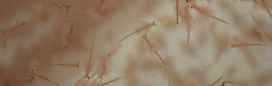 A picture of some adult brine shrimp swimming around.