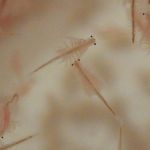 A picture of some adult brine shrimp swimming around.