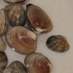 A picture of edible clams.