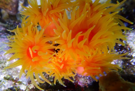 A picture of a Dendrophyllia coral.