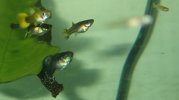 A picture of guppies.