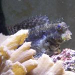 A Picture of a lawnmower blenny sitting behind some cabbage leather coral.