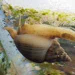 Nassarius Snail Spawning