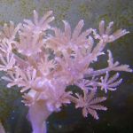 A picture of a pumping Xenia coral.
