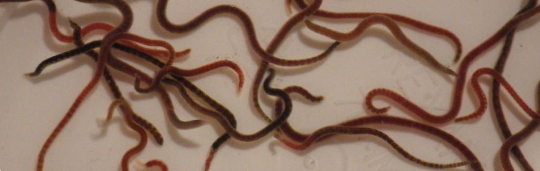 A picture of Tubifex worms.