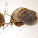 A picture of two apple snails.