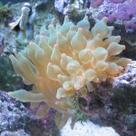 A picture of a bubble tip anemone.
