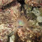 A picture of a tube anemone.