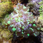 A picture of a frogspawn coral.