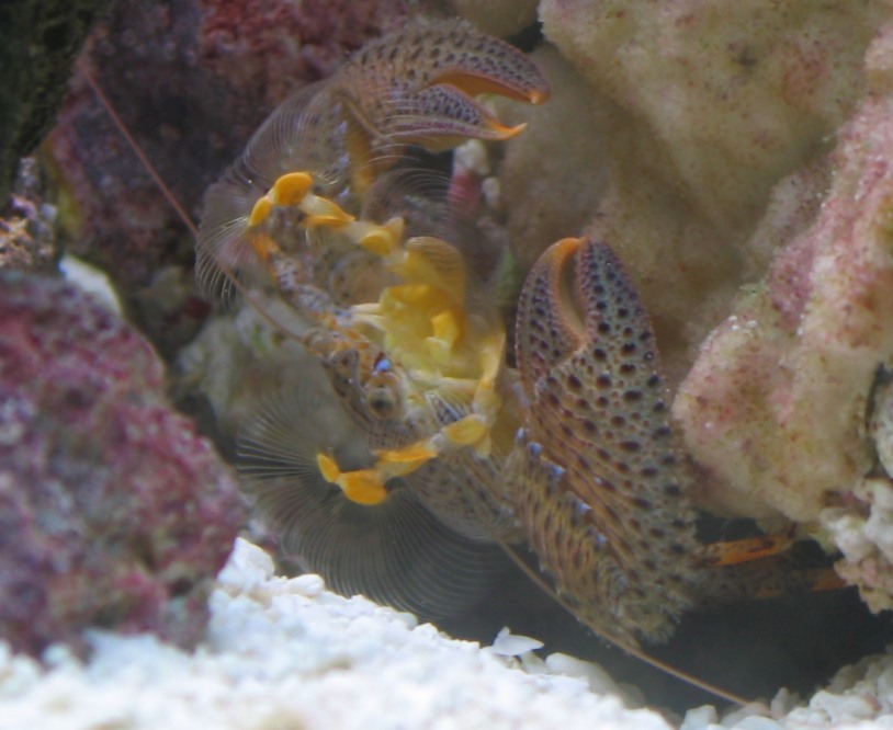 A picture of a porcelain crab filter feeding.