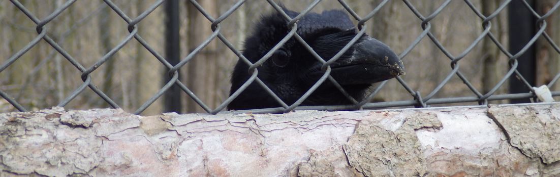A picture of a raven staring out of its cage.