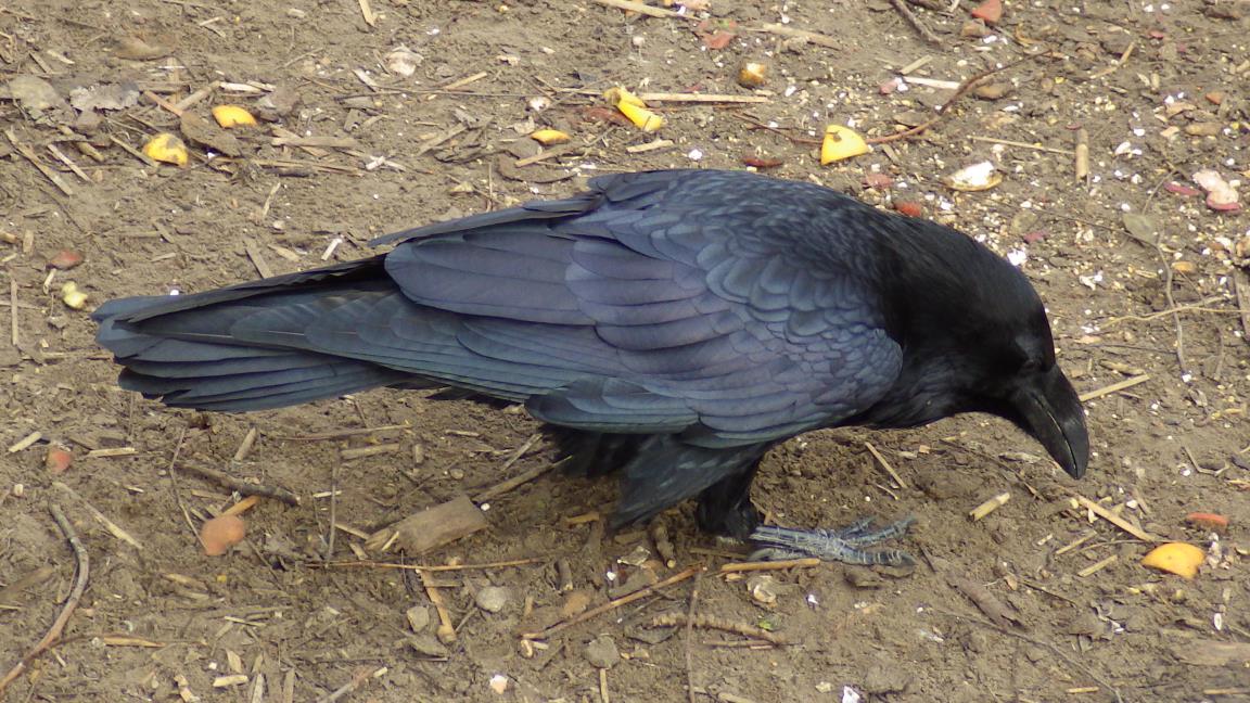 The picture of a raven staring at food on the ground.