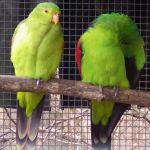 A picture of a pair or red winged parrots.