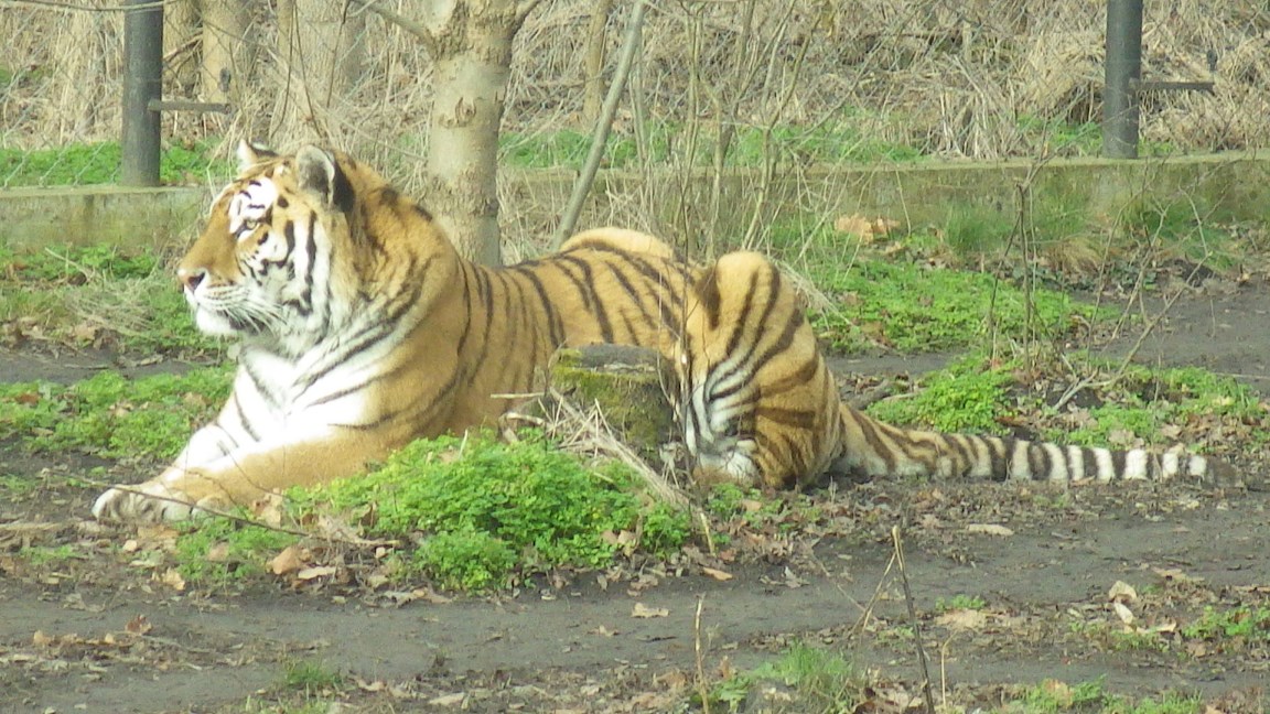 A picture of a Siberian Tiger.