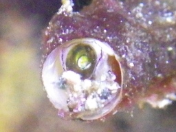 A picture of the vermetid snail up close.