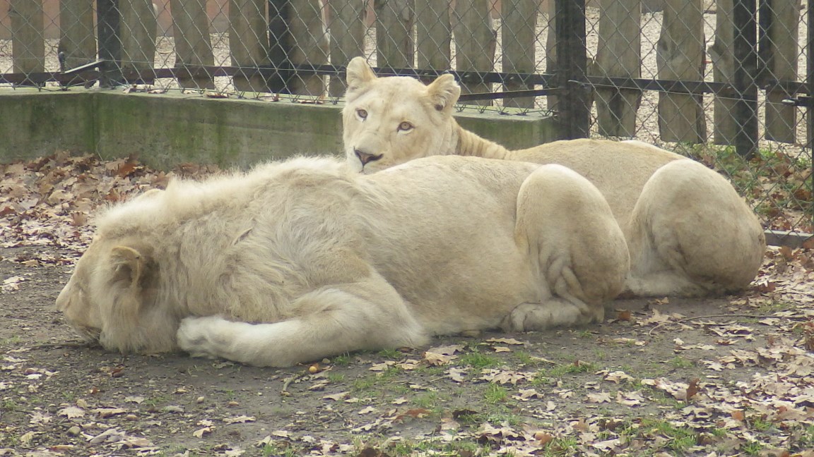 A picture of white lions.