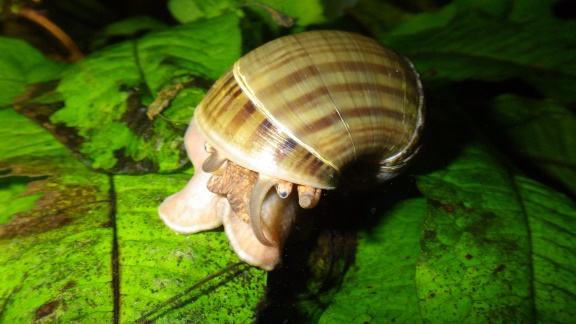 A picture of an apple snail.