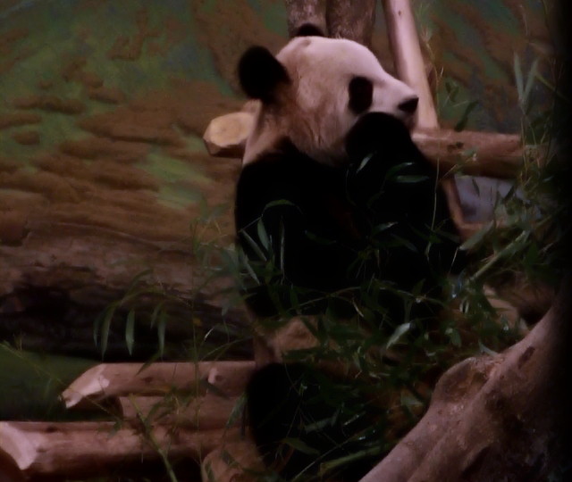 A picture of a giant panda eating bamboo.