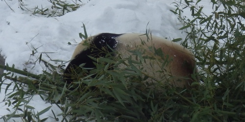 Giant panda sleeping in the snow in the Toronto Zoo.