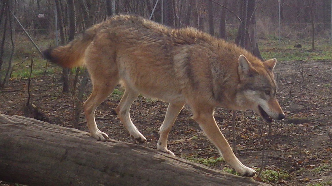 A picture of a grey wolf.