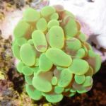 A picture of a hammer coral frag.