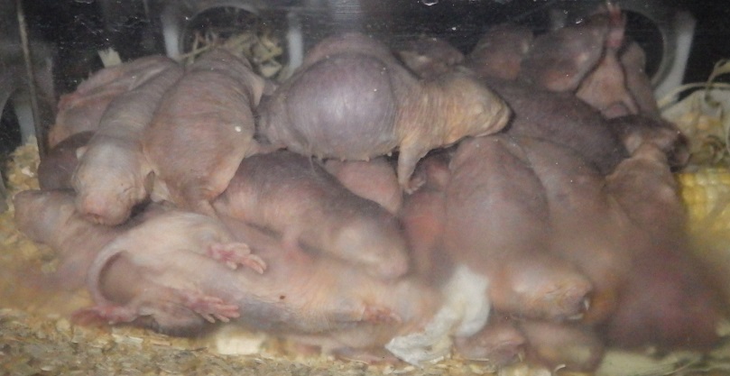 A picture of naked mole rats.
