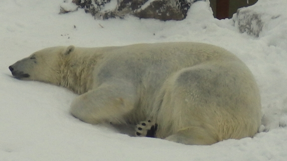 A picture of a polar bear sleeping in the snow.
