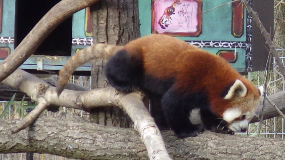 A picture of a red panda.