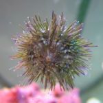 A picture of a sea urchin.