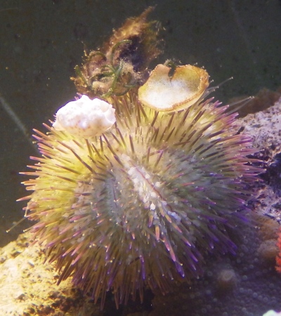 A picture of a sea urchin carrying stuff.