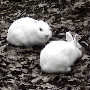 A picture of white domestic rabbits.