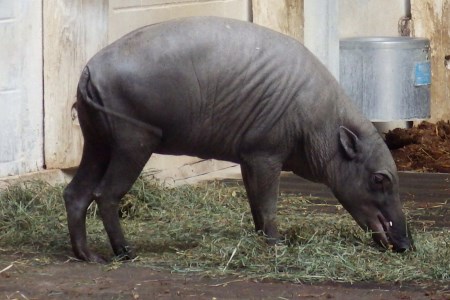 A picture of a babirusa.