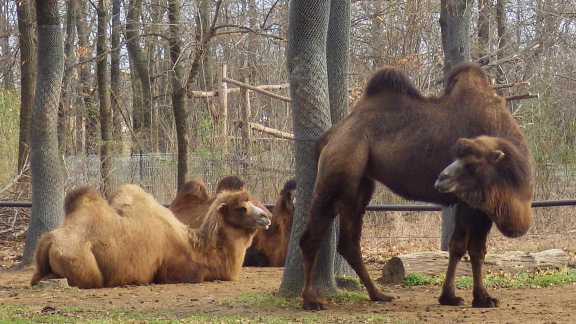 A picture of bactrian camels.