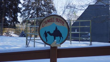 A sign advertising camel rides in the Toronto Zoo.