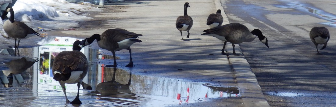 A picture of Canada geese playing the a puddle of melting snow.