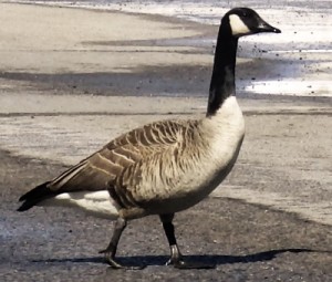 Canada goose in the middle of the road.