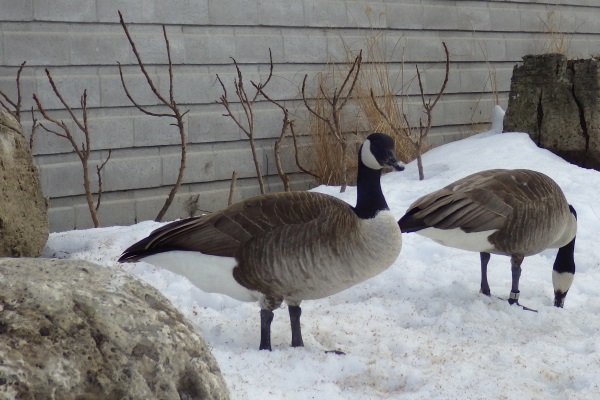 A picture of Canada geese.