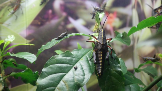 A picture of eastern lubber grasshoppers.