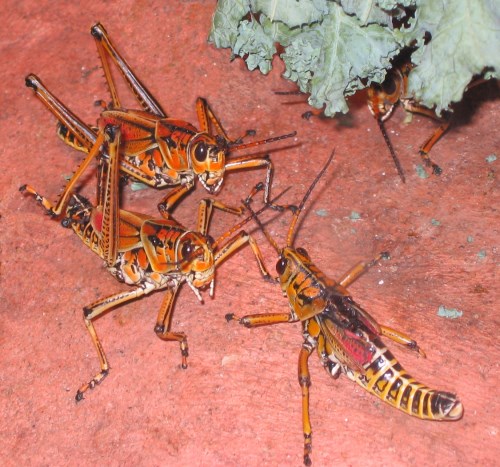 Adult eastern lubber grasshoppers (Romalea microptera) in the Toronto Zoo.