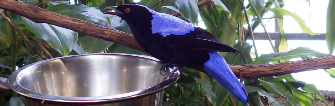 Asian Fairy-bluebird (Irena puella).