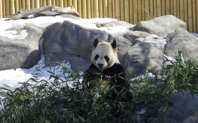A picture of a giant panda eating bamboo.