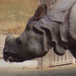 A picture of an indian rhino.