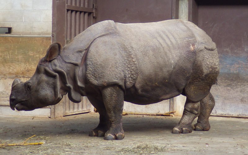 A picture of an indian rhino.