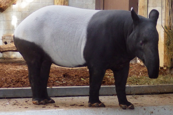 A picture of a Malayan Tapir.