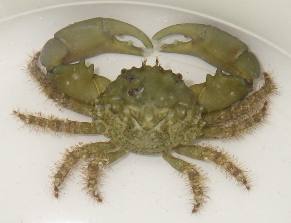 A picture of an emerald crab.