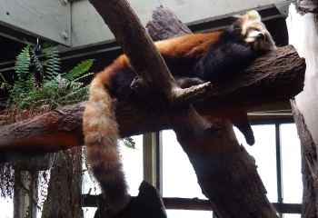 A picture of a red panda sleeping.