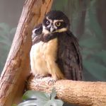 A picture of two spectacled owls.