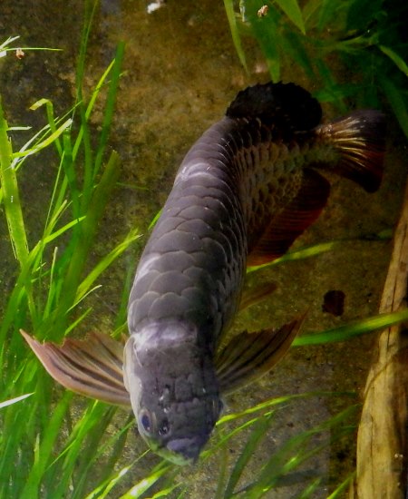 Another picture of an arowana.